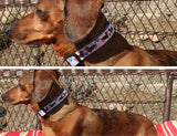 collar for miniature dachshund