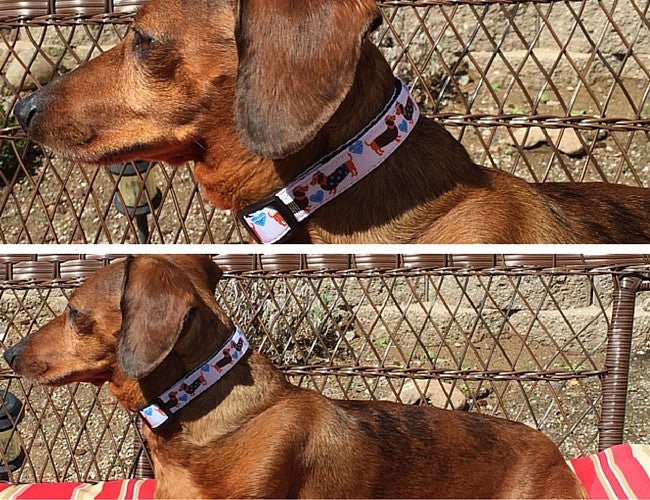 collar for miniature dachshund