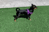 Quick Fitting Comfortable Dog Harness for dachshunds and small dog breeds purple