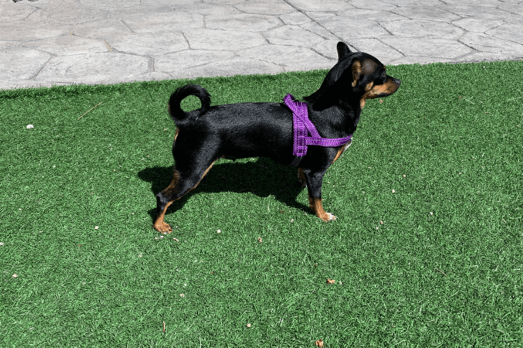 Quick Fitting Comfortable Dog Harness for dachshunds and small dog breeds purple