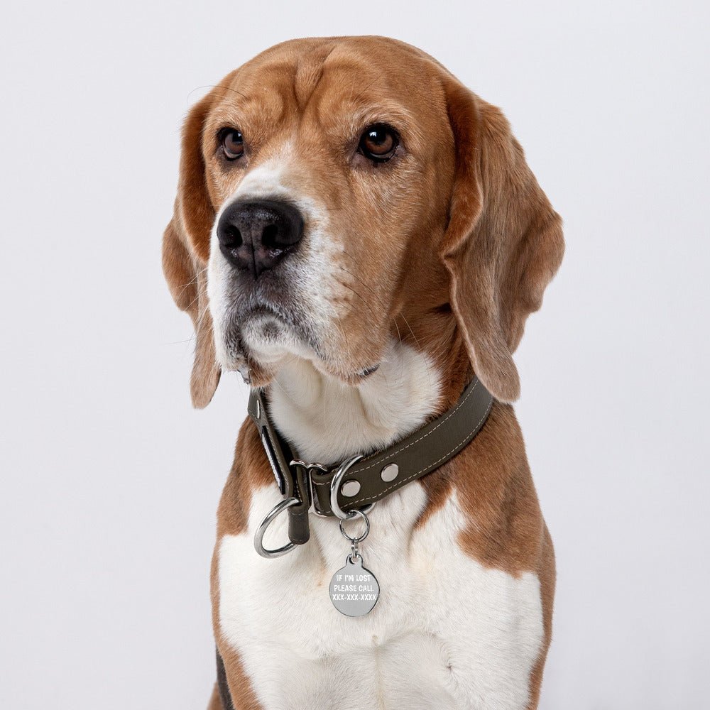Personalized Dog Collar ID Tag