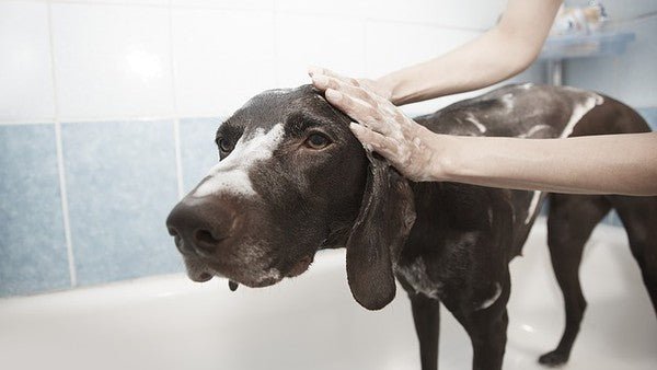How Often Should You Wash Your Dog - DoxinMotion