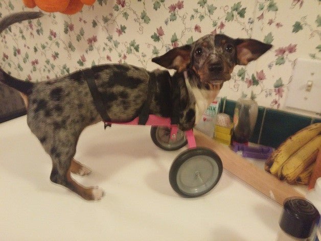 2 Legged Dachshund Melts Hearts Thanks to 3-D Printing