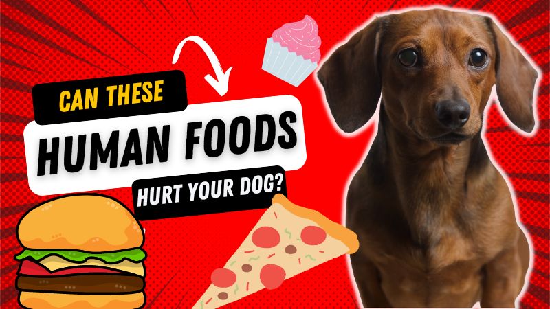 Can These Healthy Foods Harm Your Dog? - DoxinMotion
