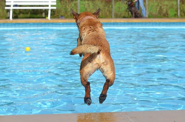 10 Dog Summer Safety Tips to Keep Your Dog Safe in Summer 2019 - DoxinMotion
