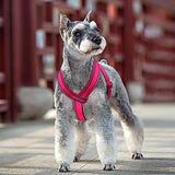 Easy on Y dog harness dog wearing pink harness