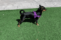 Purple (NEW)