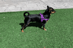 Quick Fitting Comfortable Dog Harness for dachshunds and small dog breeds purple