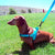 Quick Fitting Comfortable Dog Harness for dachshunds and small dog breeds dachshund wearing harness